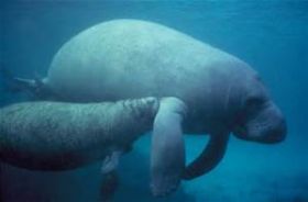 West Indian manatees – Best Places In The World To Retire – International Living